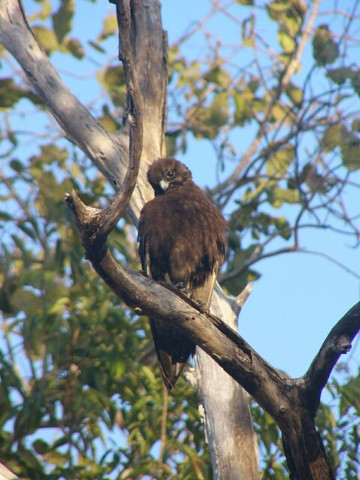 Brown Falcon